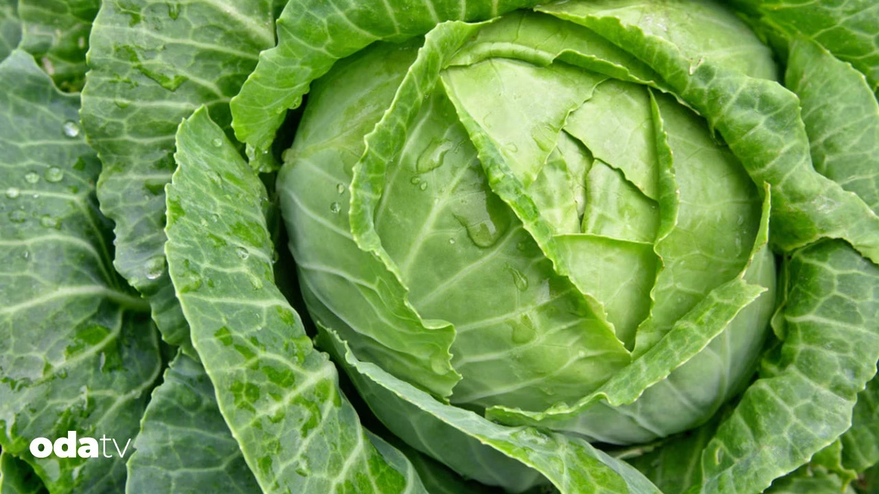 Sofralardaki Lahana Yükselişi