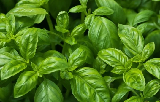 Aromatik otlar sadece tat vermiyor! Sağlık açısından da önemli rol oynuyor!