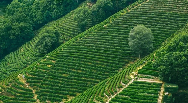 Çin’in en saygın yeşil çaylarından Longjing çayının hikayesi